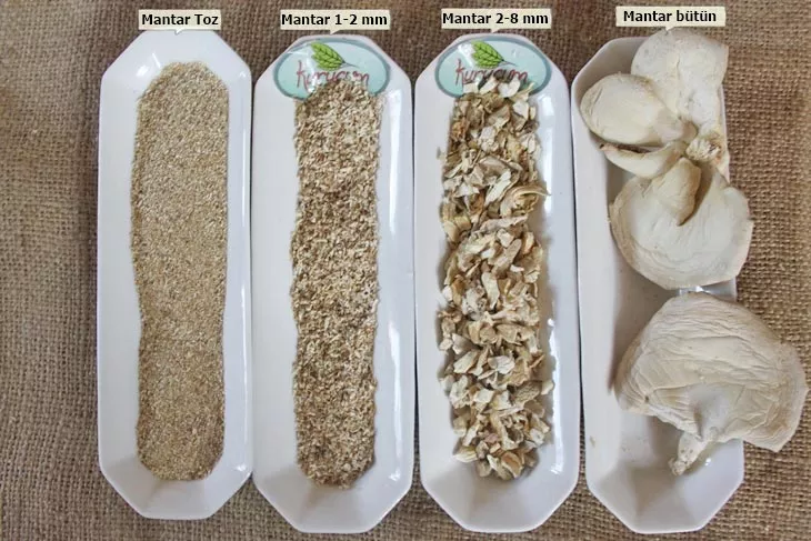 toptan kuru istiridye mantarı-2